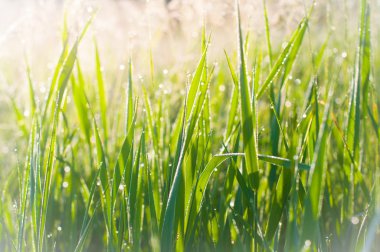 çimenlerin üzerinde çiylira turca
