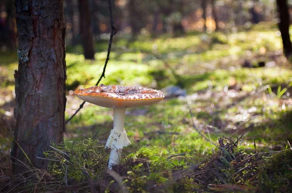 Mosca Agárica, seta venenosa roja y blanca en el bosque — Foto de Stock