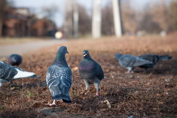 クッキーを食べる野生の鳩 — ストック写真