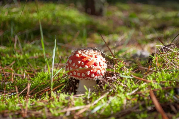 Mosca Agárica, seta venenosa roja y blanca en el bosque — Foto de Stock
