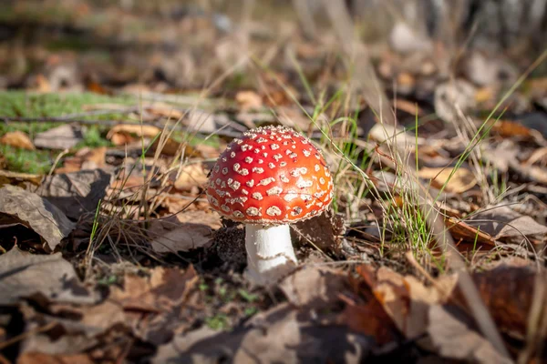 Mosca Agárica, seta venenosa roja y blanca en el bosque — Foto de Stock