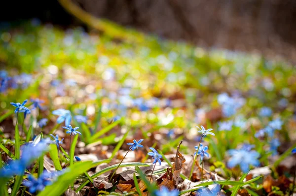 Blue snowdrops — Stock Photo, Image