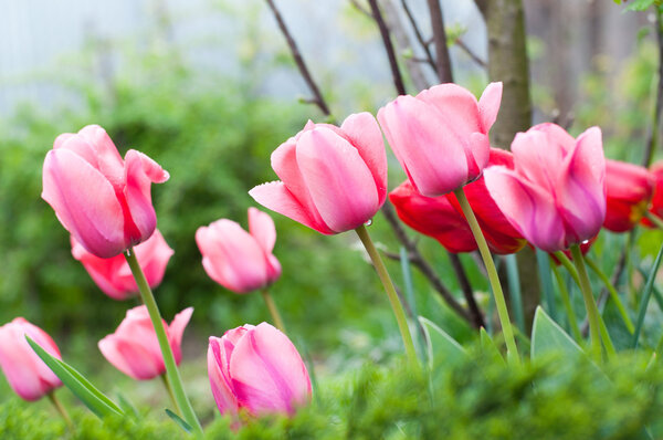 tulips with water drops 