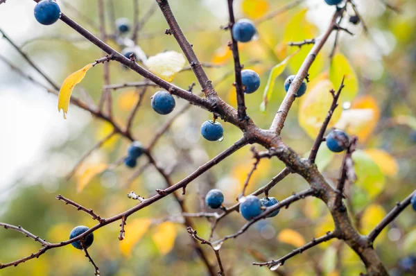 Prunus spinosa, Kökény — Stock Fotó