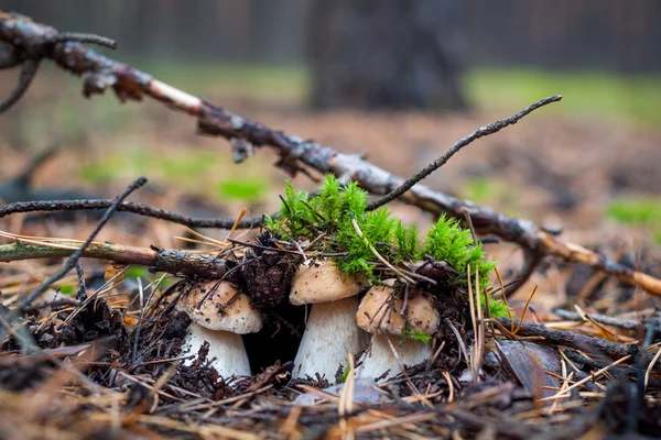 Cep, cazador de trufas en el bosque . — Foto de Stock