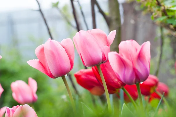 Tulipas com gotas de água — Fotografia de Stock