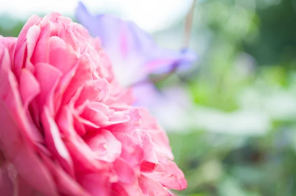 粉色的玫瑰，色泽柔和风格 图库图片