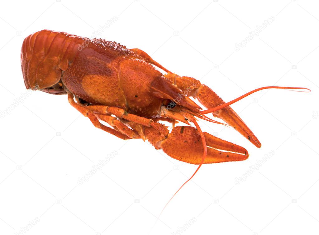 Crayfish, boiled, cooked, red on white background isolated