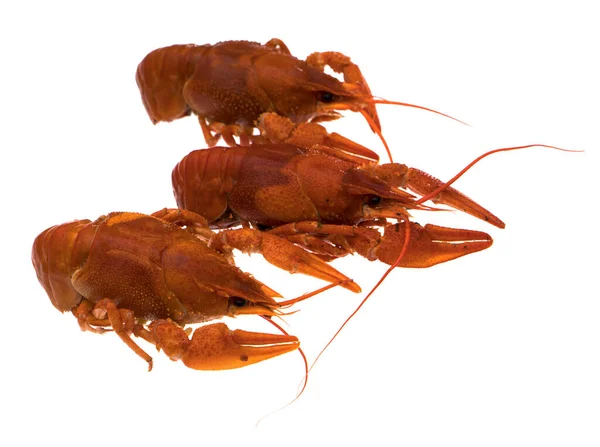 Crayfish Vermelho Sobre Fundo Branco Isolamento — Fotografia de Stock