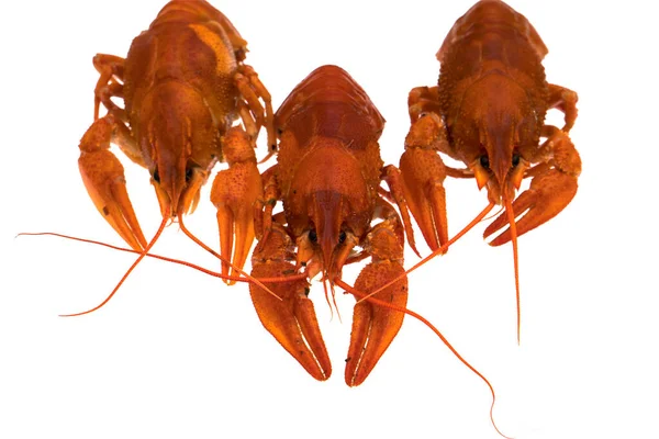 Red Crayfish Pada Latar Belakang Putih Dalam Isolasi — Stok Foto
