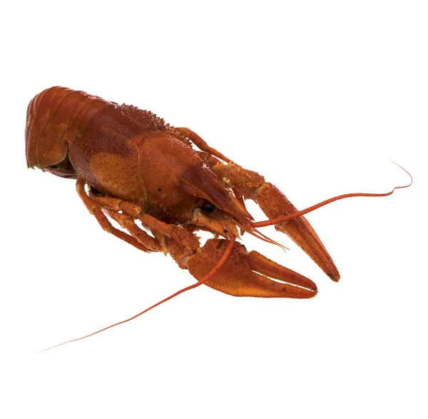 Red Crayfish White Background Isolated — Stock Photo, Image