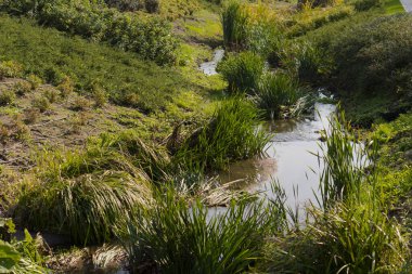 Yoğun bitkilerle kaplı bir bataklık.