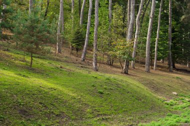 Orman, sık yeşil bir ormanın arka planında