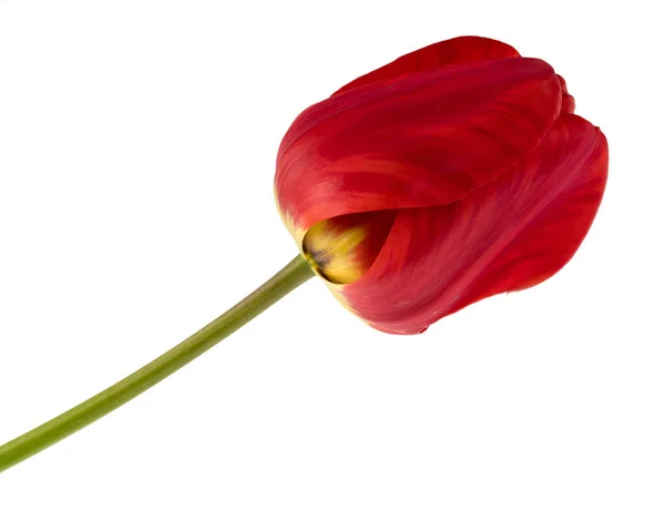 Bunga Kuncup Tulip Mekar Warna Merah Pada Latar Belakang Putih — Stok Foto