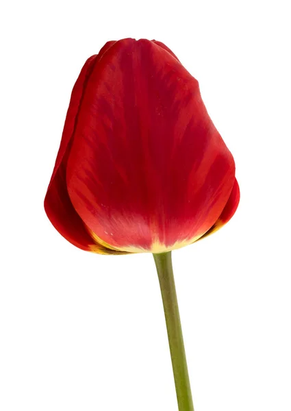 Bunga Kuncup Tulip Mekar Warna Merah Pada Latar Belakang Putih — Stok Foto
