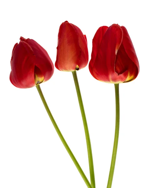 Tiga Tulip Dengan Kelopak Merah Pada Latar Belakang Putih — Stok Foto