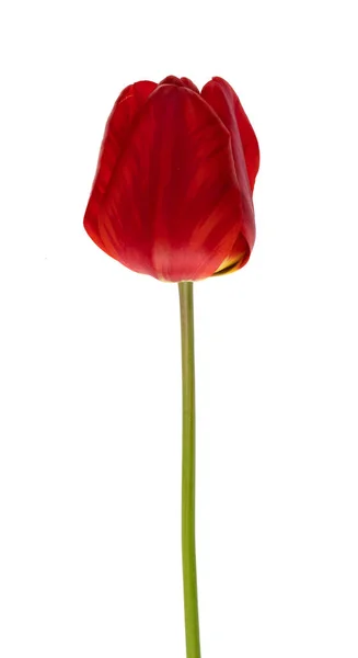 Satu Tulip Dengan Kelopak Merah Pada Latar Belakang Putih — Stok Foto