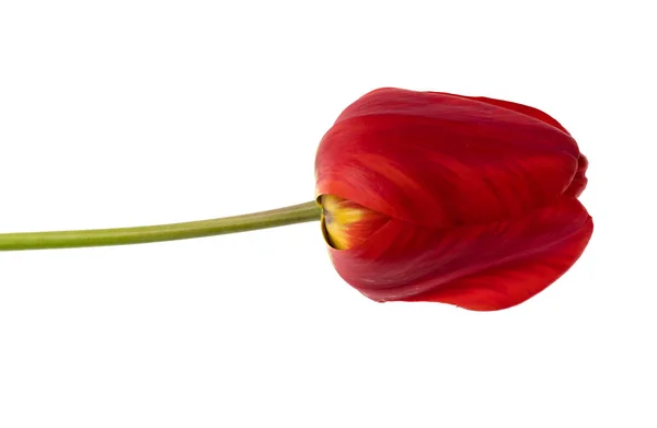 Satu Tulip Dengan Kelopak Merah Pada Latar Belakang Putih — Stok Foto