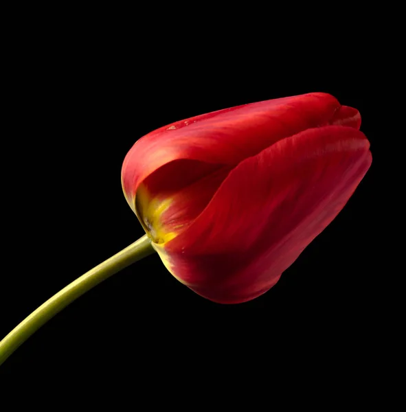Bunga Kuncup Tulip Mekar Dengan Kelopak Merah Pada Latar Belakang — Stok Foto