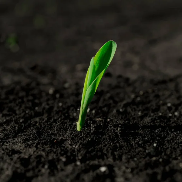 Young green sprout of corn, sprouting from the ground