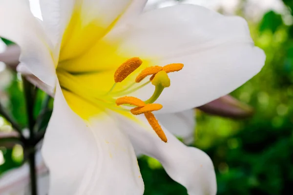 Kwiat lilii z białymi płatkami, pistil i stamens zbliżenie, makro — Zdjęcie stockowe