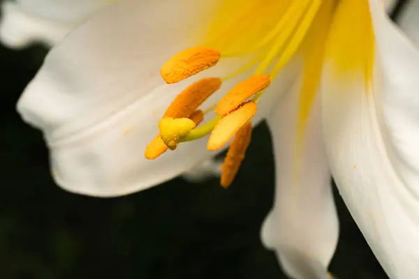 Kwiat lilii z białymi płatkami, pistil i stamens zbliżenie, makro — Zdjęcie stockowe