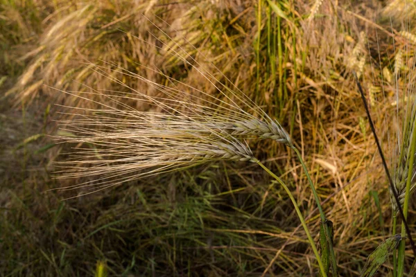 Campo con trigo en maduración, dos espigas de primer plano — Foto de Stock