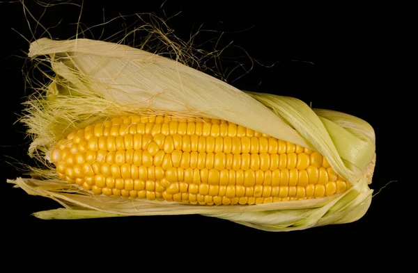 Een Schommel Van Rijpe Maïs Half Doppen Een Zwarte Achtergrond — Stockfoto