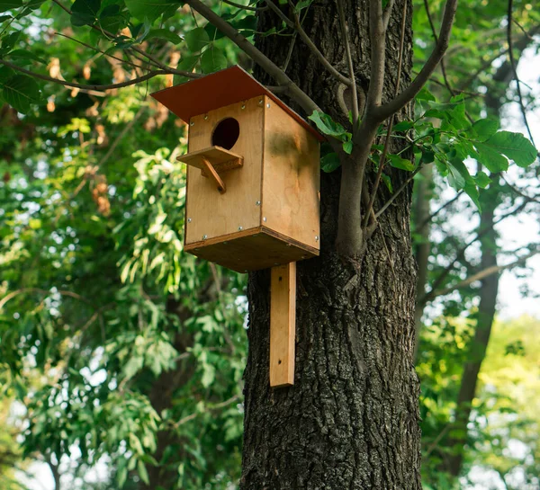 Birdhouse Tree Warm Season Forest Stock Photo