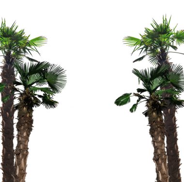 tropik ağaç, palmiyeler metin için beyaz arkaplan üzerinde izole
