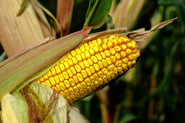 Dojrzała Kukurydza Głowicy Kapusty Częściowo Obrana Pniu Rośliny — Zdjęcie stockowe