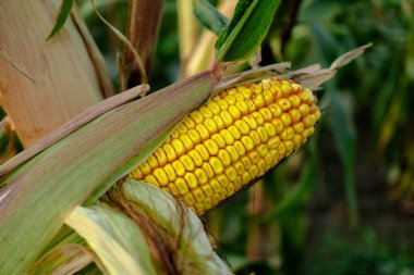 Olgun bir mısır salıncağı, kabuğundan yarısı soyulmuş, bir bitkinin gövdesinde.