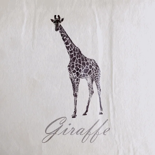 Ilustração de uma girafa — Vetor de Stock