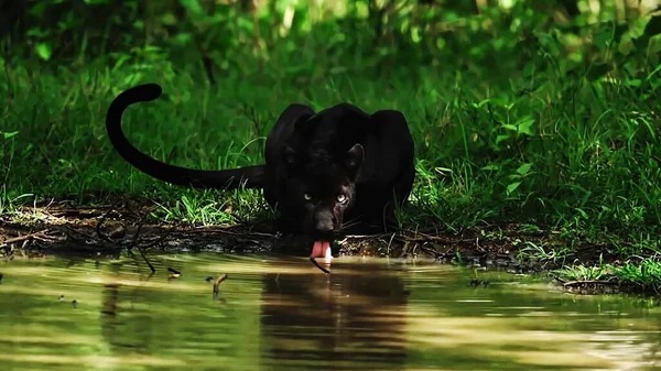 Amazing Black Panther Drinking Water From Lake