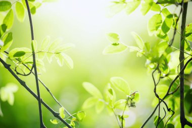 Bulanık yeşil arka planda yeşil yaprak doğası. Güneş ışığında çok güzel bir yaprak dokusu. Doğal arka plan. Metin için kopyalama alanı olan makroyu kapat.