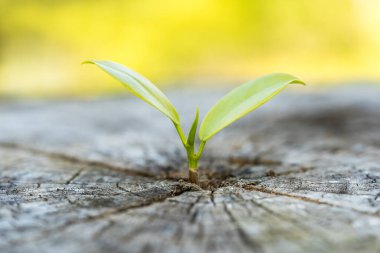 Small plant tree growing in center trunk of cut stumps. New Life concept.  environment concept. Earth Day.