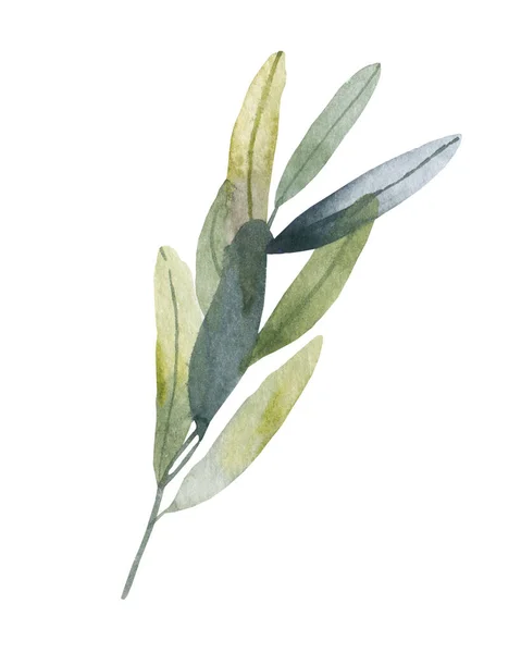 Eucalyptus graines argent dollar arbre feuilles designer art, feuillage, branches naturelles éléments dans aquarelle style rustique ensemble collection. — Photo