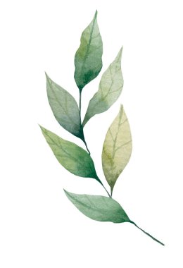 Gerçekçi botanik suluboya yaprakları. El çizimi suluboya çizimleri