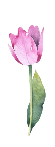 Bloem. Aquareltulp. Bloemen verjaardagskaart. Wenskaart. — Stockfoto