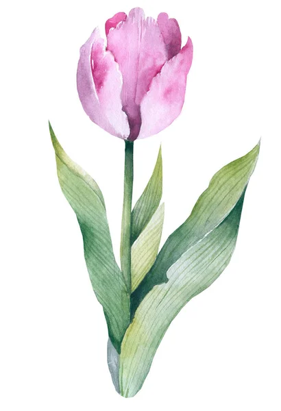 Flor. Tulipán acuarela. Tarjeta de cumpleaños floral. Tarjeta de felicitación. —  Fotos de Stock