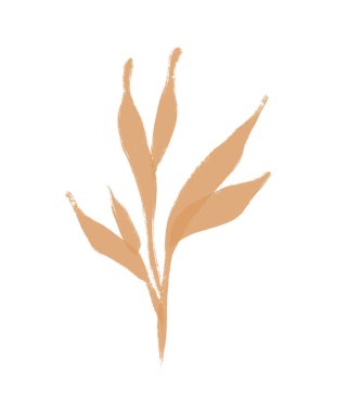 Pampas otları altın değerinde. Çizim. Çiçeksel süs otu. Tüylü flo