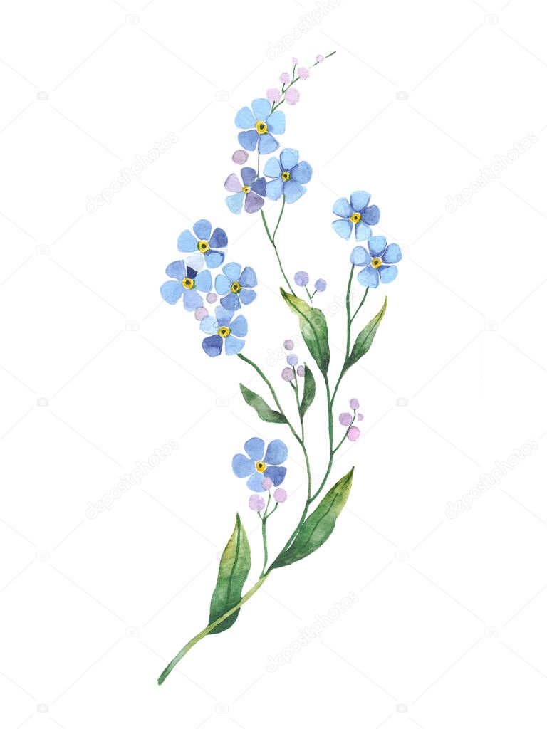blossoming forget me know flowers blue botanical watercolor