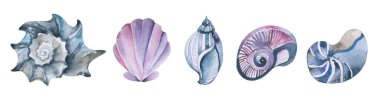 Suluboya deniz kabuğu plajı ve okyanus tasarımı elementleri: el yapımı eski deniz kabukları ve salyangoz koleksiyonu El boyası inci, istiridye, kabuk, kabuk, yumuşakça. Yaz tatili tasarım elementleri.