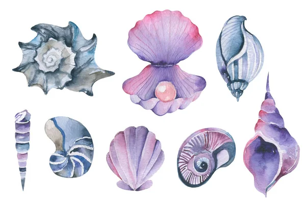 水彩貝殻のビーチや海のデザイン要素 手の大規模なコレクションは ヴィンテージの海の殻やカタツムリを描いた手のペイントパール ホタテ シェル タッチ 軟体動物 夏休みのデザイン要素 — ストック写真