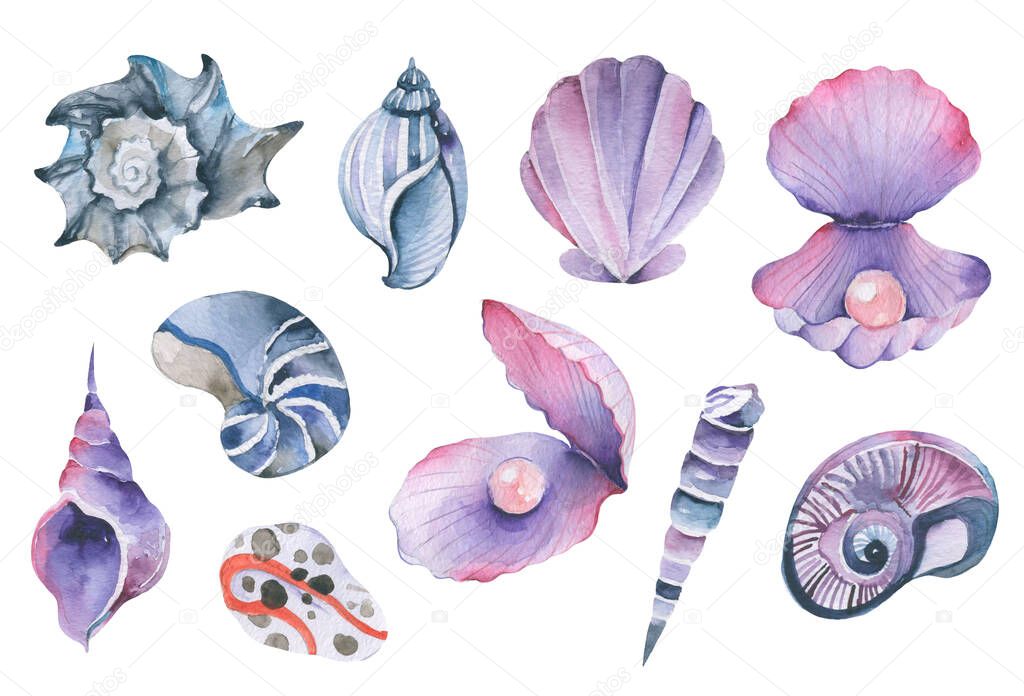 Watercolor set of seashells Sealife Elements Group