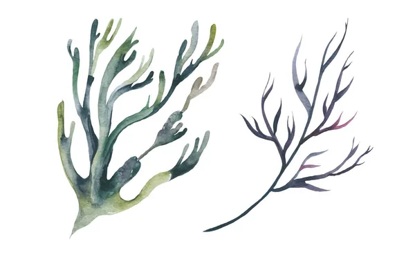 Акварельные водоросли. Растения аквариума ручной работы. Море под водой съедобные водоросли. — стоковое фото