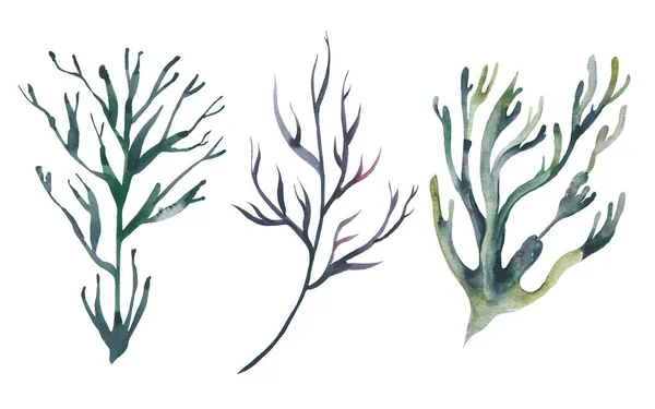 Акварельні морські водорості. Рука намальована акваріумними рослинами. Морські підводні їстівні водорості . — стокове фото