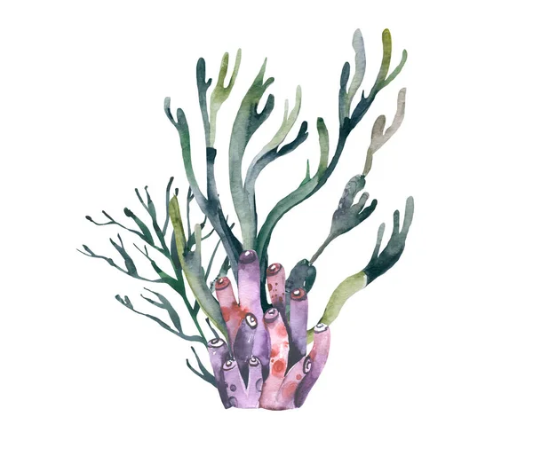 Akvarell sjögräs. Handritade akvarieväxter. Havets undervattensalger. — Stockfoto