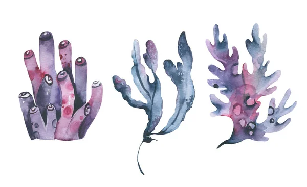 Acuarela Algas marinas. Plantas de acuario dibujado a mano. Algas marinas comestibles submarinas. — Foto de Stock
