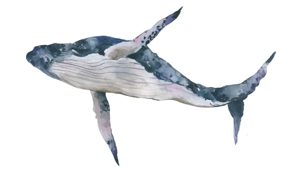 Illustrazione acquerello balena blu. Pittura a mano realistica arte animale subacquea. — Foto Stock